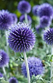 ECHINOPS VEITCHS BLUE