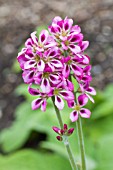 FRANCOA SONCHIFOLIA ROGERSONS FORM