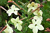 NICOTIANA ANTIQUE LACE