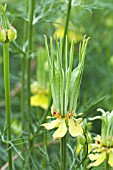 NIGELLA ORIENTALIS TRANSFORMER