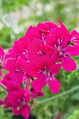 PELARGONIUM JESSELS UNIQUE