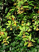 PHOTINIA DAVIDIANA FRUCTO LUTEO