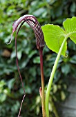 ARISAEMA COSTATUM