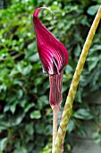 ARISAEMA SPECIOSUM