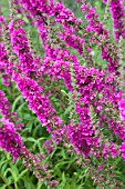 LYTHRUM SALICARIA