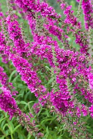 LYTHRUM_SALICARIA