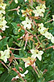 NICOTIANA ANTIQUE LACE