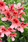 PELARGONIUM ANGEL ORANGE