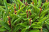 CAUTLEYA SPICATA CRUG CANARY