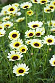 CHRYSANTHEMUM CARINATUM EASTERN STAR