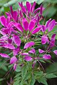 CLEOME SPINOSA PURPLE COLOUR FOUNTAIN