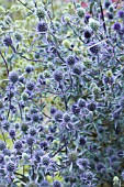 ERYNGIUM PLANUM