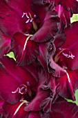 GLADIOLUS BLACK JACK