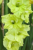 GLADIOLUS GREEN STAR