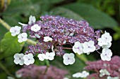 HYDRANGEA ASPERA SUBSP SARGENTIANA