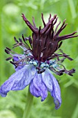 NIGELLA HISPANICA