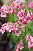 PENSTEMON HIDCOTE PINK