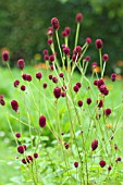 SANGUISORBA OFFICINALIS RED THUNDER