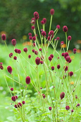 SANGUISORBA_OFFICINALIS_RED_THUNDER