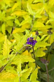 CARYOPTERIS X CLANDONENSIS GOLD GIANT & VERBENA RIGIDA