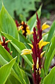 CAUTLEYA SPICATA CRUG CANARY