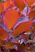 COTINUS COGGYGRIA GRACE