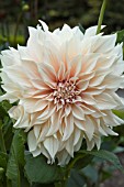 DAHLIA CAFE AU LAIT