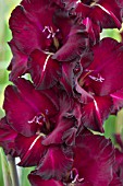 GLADIOLUS BLACK JACK