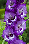 GLADIOLUS MACARENA