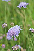 KNAUTIA ARVENSIS