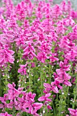 SALVIA HORMINIUM MARBLE ARCH PINK