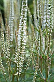 VERONICASTRUM VIRGINICUM ALBUM