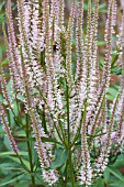 VERONICASTRUM VIRGINICUM ROSEUM