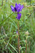 CAMPANULA GLOMERATA