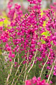 ERICA CINEREA C D EASON