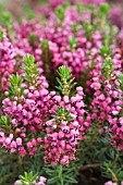 ERICA VAGANS KEIRA