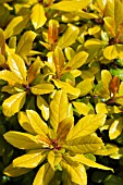 ESCALLONIA GOLD ELLEN