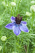 NIGELLA HISPANICA