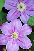 CLEMATIS ABILENE (EVIPO 027)