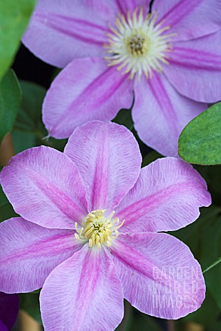CLEMATIS_ABILENE_EVIPO_027
