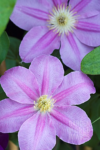 CLEMATIS_ABILENE_EVIPO_027