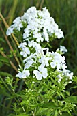 PHLOX PANICULATA WHITE ADMIRAL