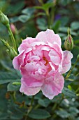 ROSA WINDFLOWER (AUSCROSS)