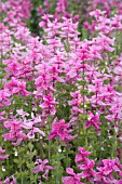 SALVIA HORMINIUM PINK SUNDAE