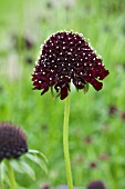 SCABIOSA ACE OF SPADES