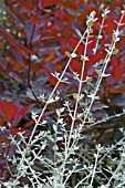 TEUCRIUM FRUITICANS