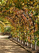 PEAR TREES TRAINED ON PERGOLA (PYRUS COMMUNIS)