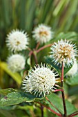 CEPHALANTHUS OCCIDENTALIS