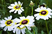 CHRYSANTHEMUM CARINATUM POLAR STAR