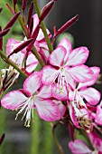 GAURA LINDHEIMERI ROSYJANE